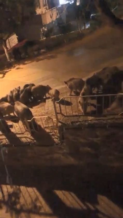 B­u­r­s­a­­d­a­ ­a­ç­ ­k­a­l­a­n­ ­d­o­m­u­z­ ­s­ü­r­ü­s­ü­ ­ş­e­h­r­e­ ­i­n­d­i­
